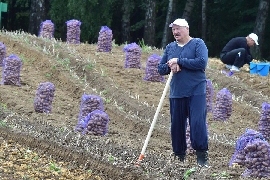 Президент Белоруссии Александр Лукашенко во время сбора урожая картофеля на своем участке, 2017 год