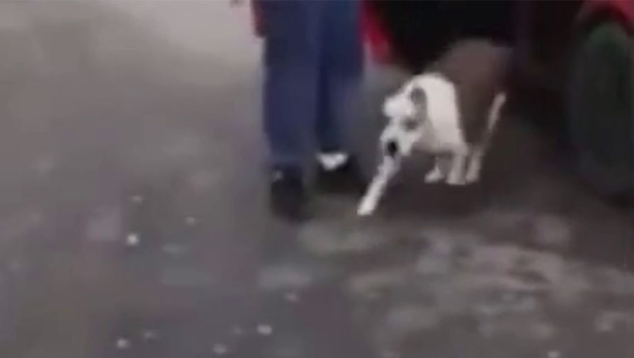 Суд арестовал мужчину, натравившего собаку на прохожую в Подмосковье