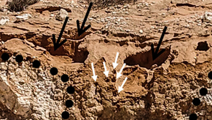 Ученые нашли древнейшие действующие термитники на Земле