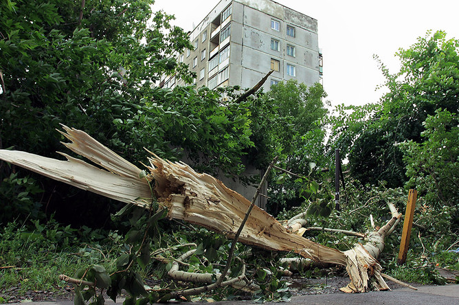Рухнувшие во время непогоды в Москве деревья наносили травмы горожанам