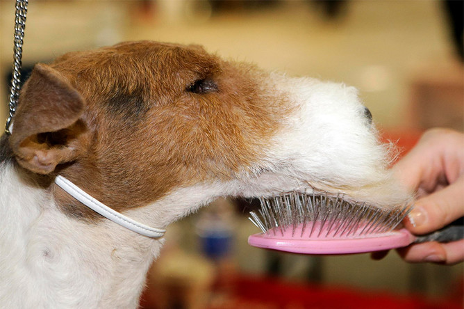 Фокстерьер по кличке Джоуи во время подготовки к выставке Westminster Kennel Club Dog Show