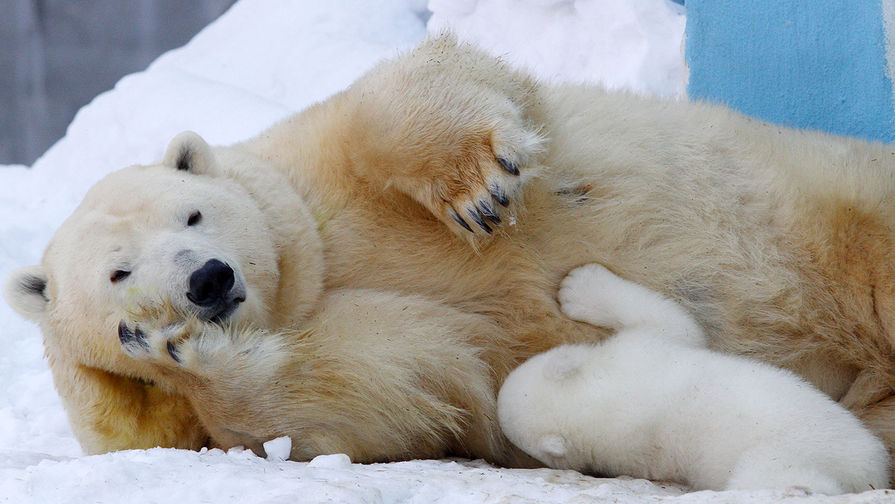 Белая медведица по&nbsp;кличке Герда с&nbsp;медвежонком в&nbsp;Новосибирском зоопарке