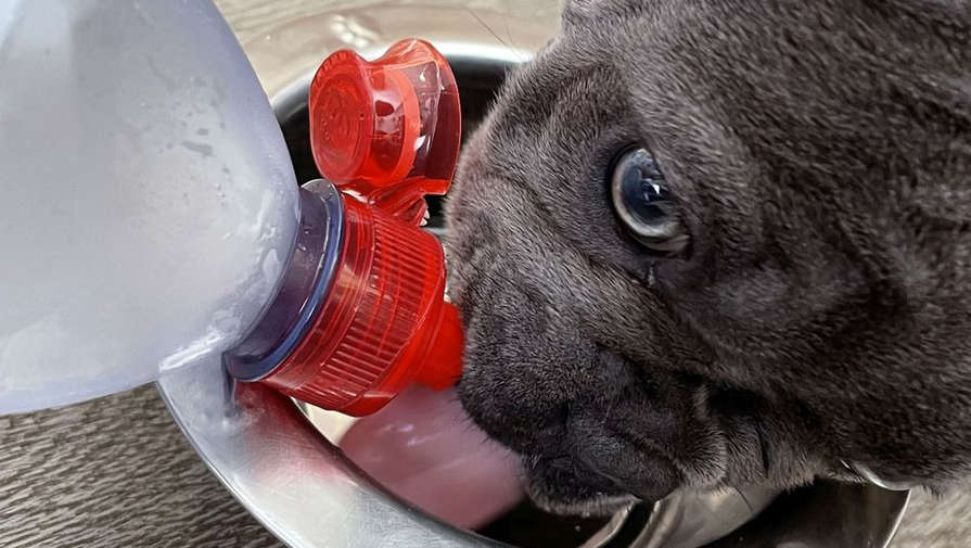Хозяйка пожаловалась, что ее собака требует покупать ей только воду в бутылках из магазина