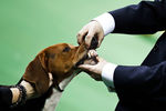 Триин-уокер кунхаунд на выставке Westminster Kennel Club Dog Show