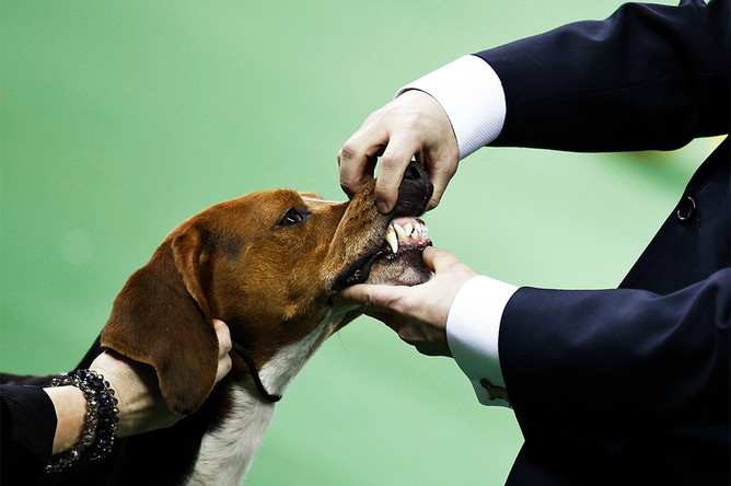 Триин-уокер кунхаунд на выставке Westminster Kennel Club Dog Show