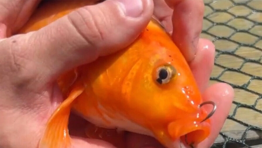 В Челябинске ребенок пытался поймать золотую рыбку в пруду зоопарка
