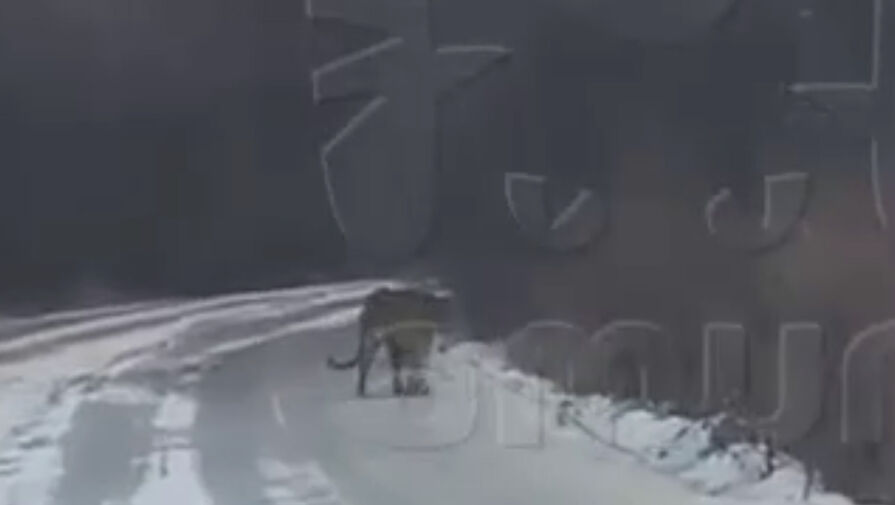 Видео: редкий хищник вышел на дорогу в российском регионе