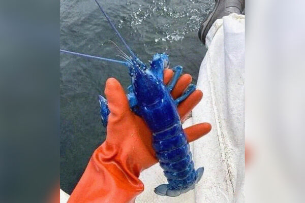 В США рыбак поймал редкого голубого омара - Газета.Ru | Новости