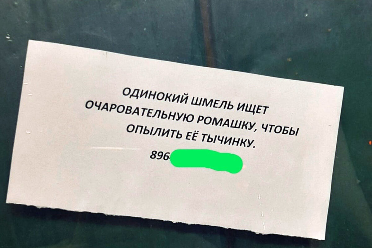 Неизвестный оставил объявление о поиске «очаровательной ромашки» в лифте  дома в Москве - Газета.Ru | Новости