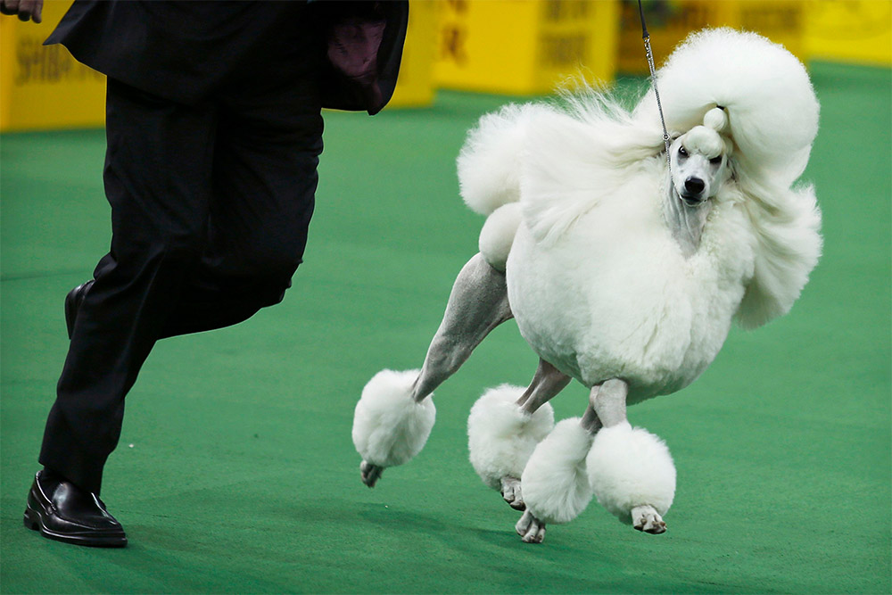 Белый пудель по прозвищу Элли, занявший второе место на выставке Westminster Kennel Club Dog Show