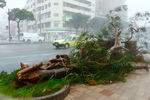 Рухнувшие из-за сильных ветров деревья на южном японском острове Окинава