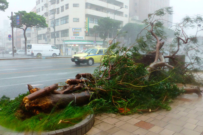 Рухнувшие из-за сильных ветров деревья на&nbsp;южном японском острове Окинава