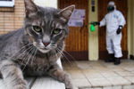 Кот и сотрудник коммунальной службы, который проводит дезинфекцию входа в подъезд одного из жилых домов в Москве