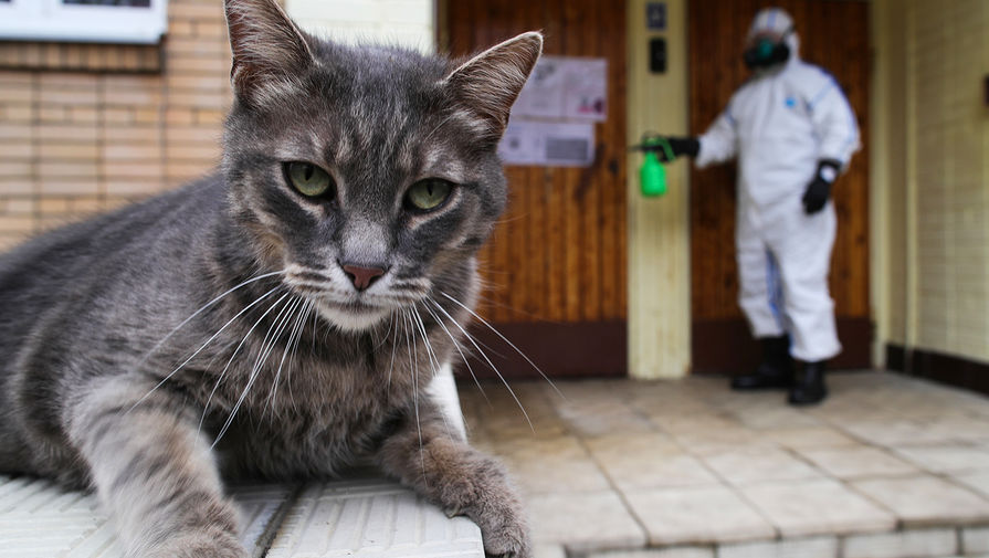 Кот и сотрудник коммунальной службы, который проводит дезинфекцию входа в&nbsp;подъезд одного из&nbsp;жилых домов в&nbsp;Москве