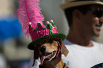 В Рио-де-Жанейро, на всемирно известном пляже Копакабана, прошел очередной ежегодный карнавал для собак