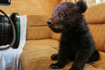 Двухмесячный медвежонок бурого медведя в квартире Ольги Щетининой в Благовещенске