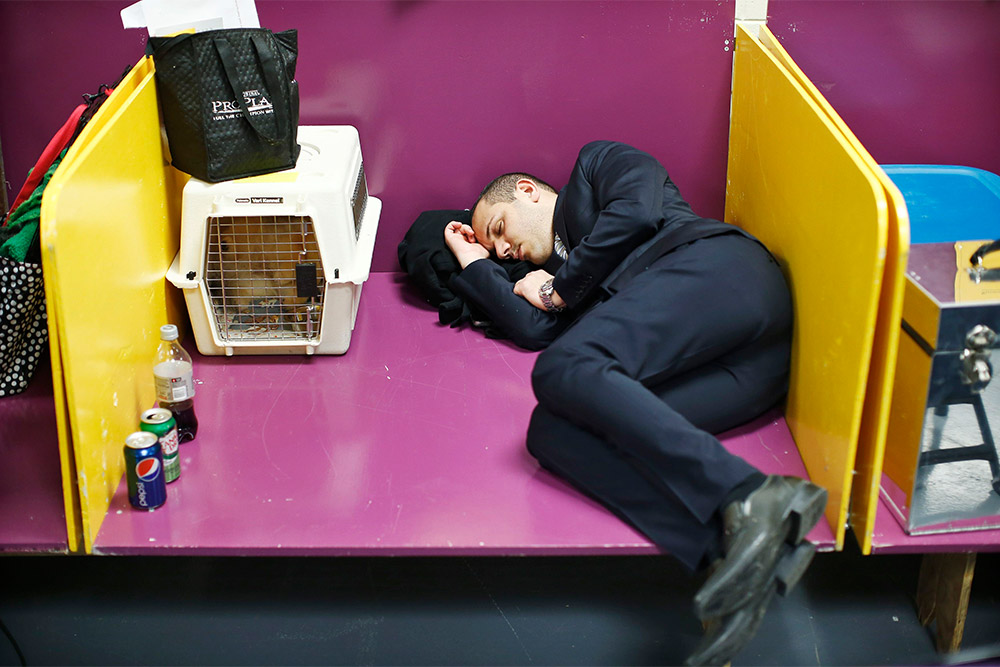 Один из участников выставки Westminster Kennel Club Dog Show спит рядом со своим питомцем
