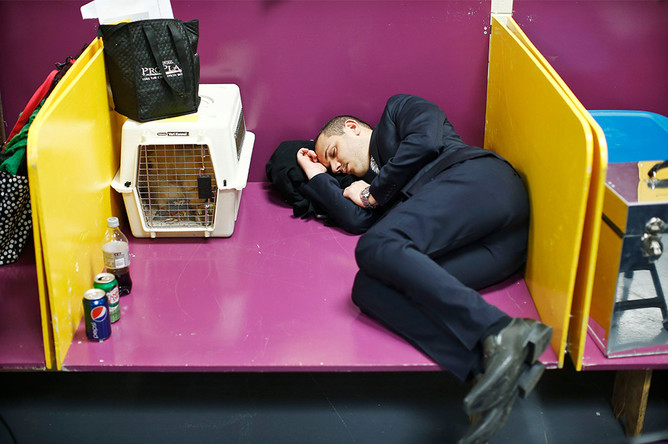 Один из участников выставки Westminster Kennel Club Dog Show спит рядом со своим питомцем