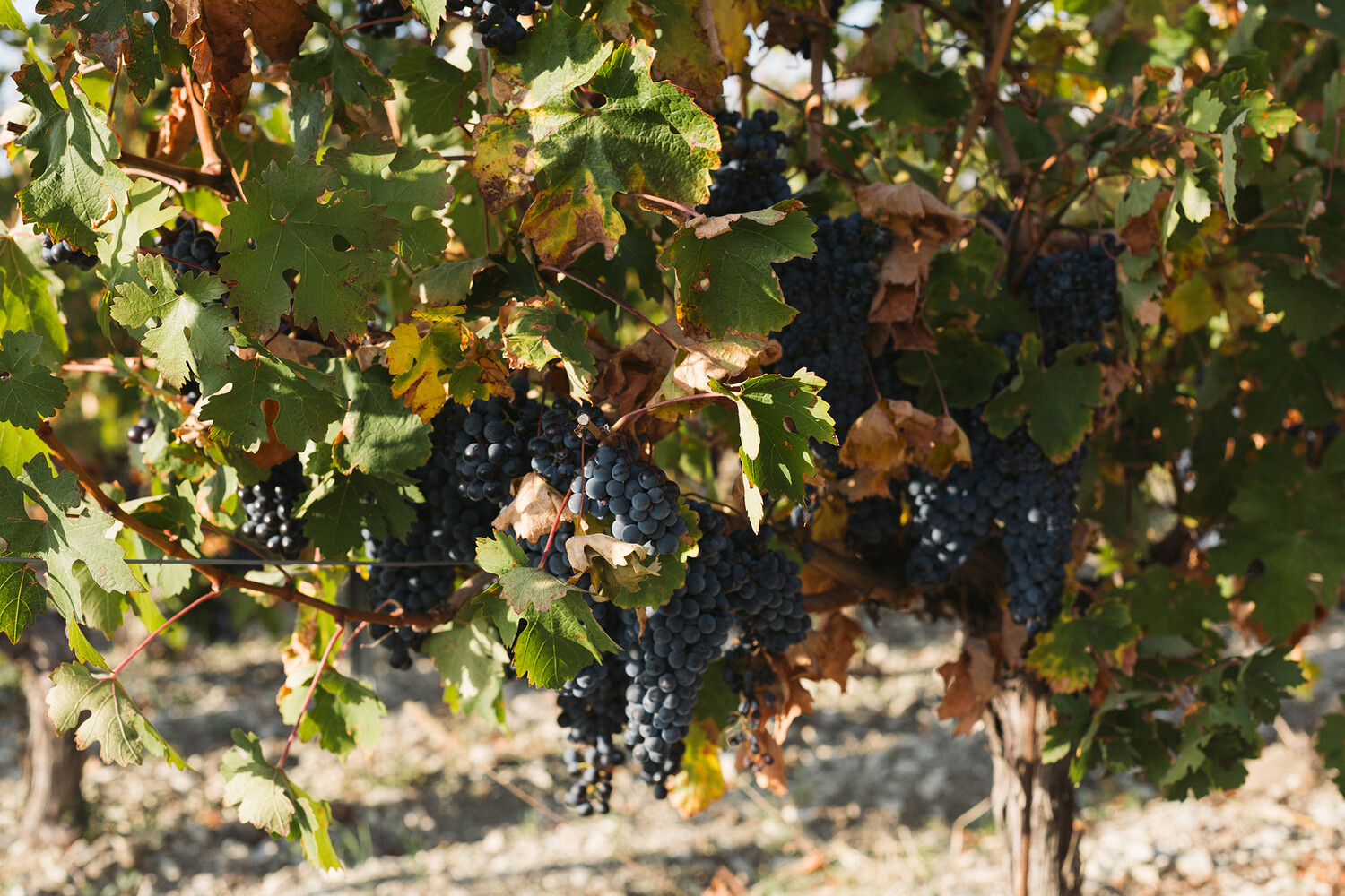 Французский замок и дегустация под звездами: 5 виноделен, которые стоит посетить в Краснодарском крае Французский замок и дегустация под звездами: 5 виноделен, которые стоит посетить в Краснодарском крае