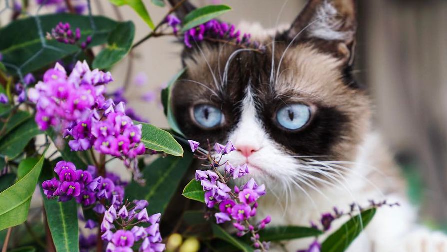 Как умерла самая «сердитая кошка» Grumpy Cat - Газета.Ru