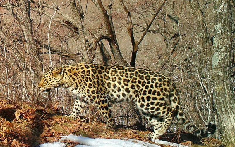 Ветеринары поделились успехами спасенного дальневосточного леопарда на охоте