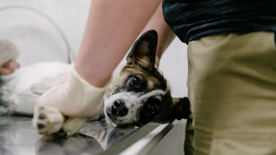 Ветеринары научились быстро выявлять у собак опасный рак на ранней стадии