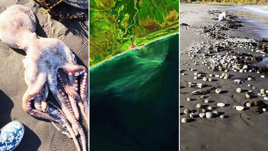 Власти ищут причину гибели морских животных на Камчатке