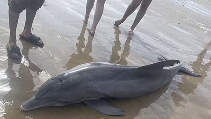 Полиция Севастополя начала разбирательство с выброшенными в море дельфинами