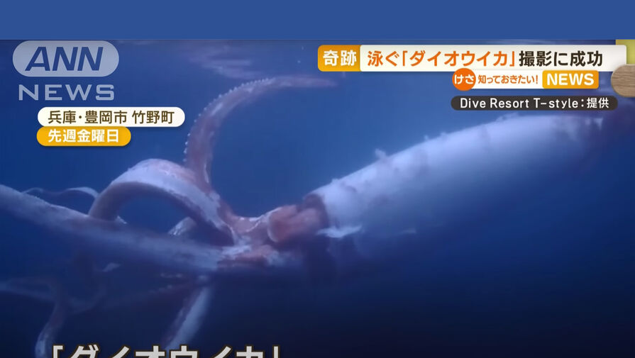 Дайверы сняли на камеру гигантского кальмара у берегов Японии