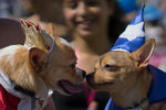 В Рио-де-Жанейро, на всемирно известном пляже Копакабана, прошел очередной ежегодный карнавал для собак