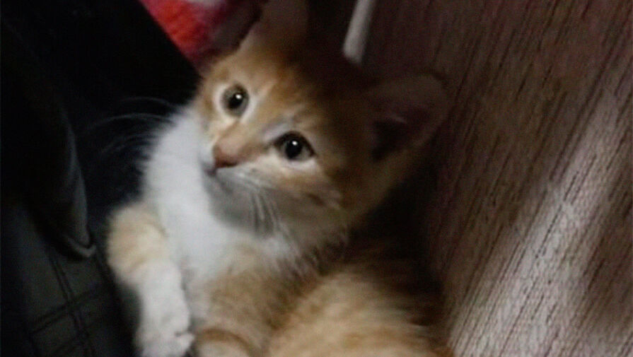 Рыжему котенку, которого спас водитель фуры на МКАД, нашли дом в Москве
