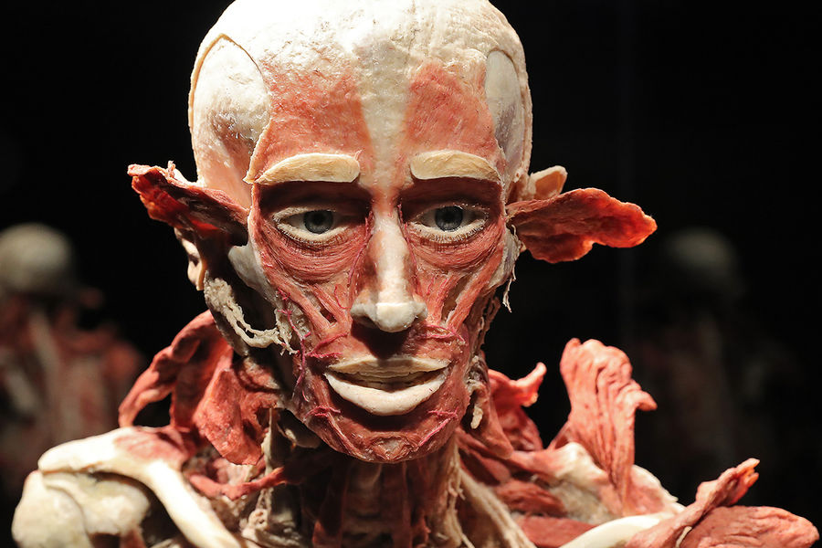 Экспонат анатомической выставки доктора Гюнтера фон Хагенса &laquo;Мир тела&raquo; (Body Worlds) на&nbsp;ВДНХ в&nbsp;Москве