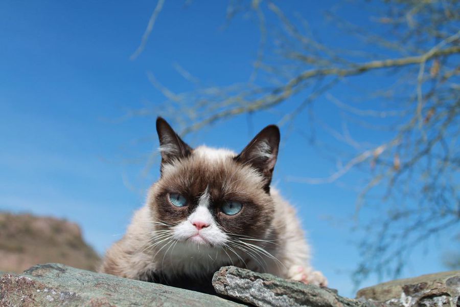 Как умерла самая «сердитая кошка» Grumpy Cat - Газета.Ru