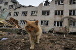 Бездомный кот у административного здания в городе Васильевка в Запорожской области, разрушенного в результате обстрела, 24 января 2023 года