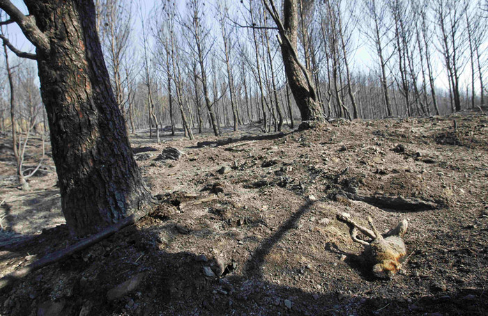 Последствия лесных пожаров в&nbsp;испанской провинции Жирона к&nbsp;северу от Барселоны.