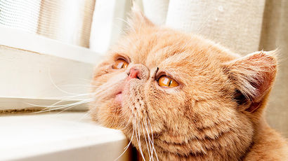 Ученые объяснили, почему кошки не скучают по хозяевам