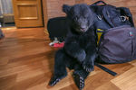 Двухмесячный медвежонок бурого медведя в квартире Ольги Щетининой в Благовещенске
