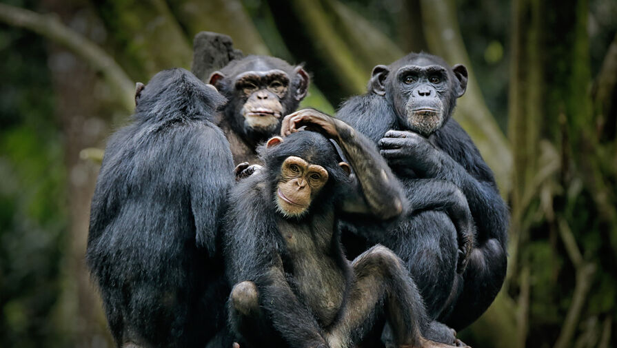 Ученые выяснили, что обезьяны заботятся о сородичах с физическими нарушениями