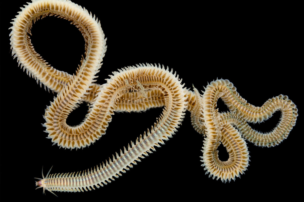 Морские черви черного моря