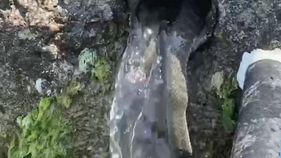 В Анапе огромная змея выплыла из трубы с грунтовыми водами в водоем с туристами