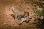 Федерика Винчи — «Центр здоровья обезьян»