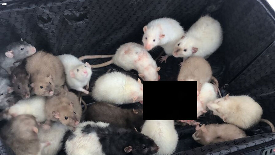 В Москве неизвестный оставил чемодан с 25 крысами в парке
