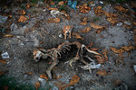 6 ноября. Щенок стоит у останков собаки, погибшей в пожаре в бирманском городе Кяокпю. Местные жители утверждают, что погибшая собака была матерью этого щенка.