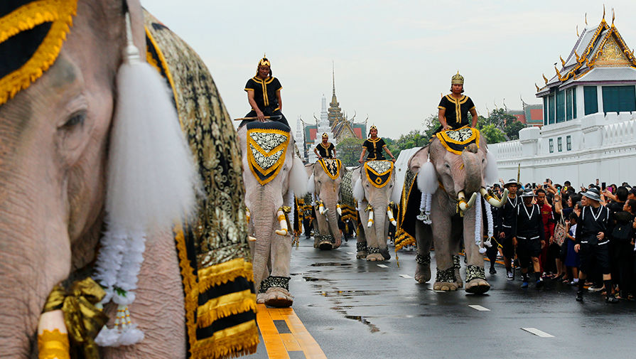 Процессия со слонами около Большого дворца в Бангкоке, ноябрь 2016 года