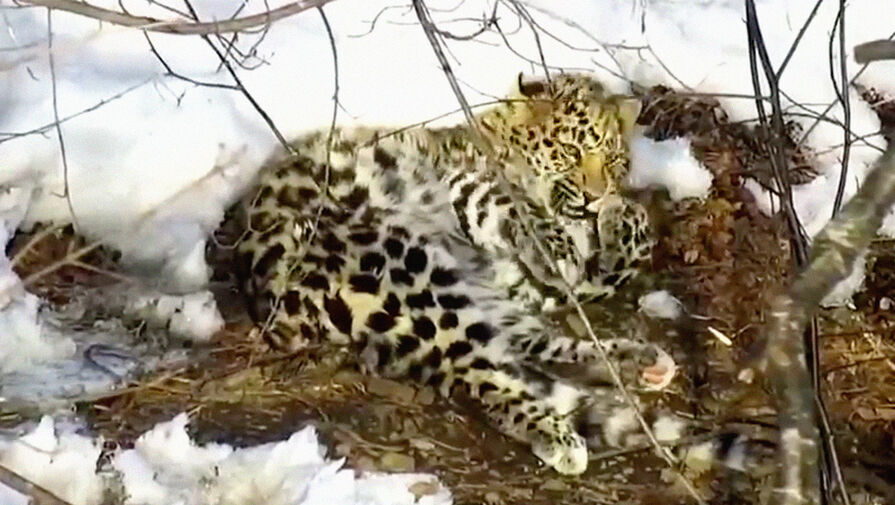 Историческое событие: спасенный леопард вернулся в дикую природу в Приморье