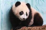 Панда Катюша в павильоне «Фауна Китая» в Московском зоопарке, 8 марта 2024 года