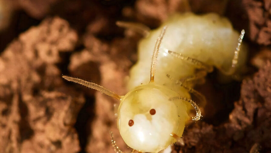 Во Франции закрылся крупнейший завод по производству продуктов из личинок насекомых