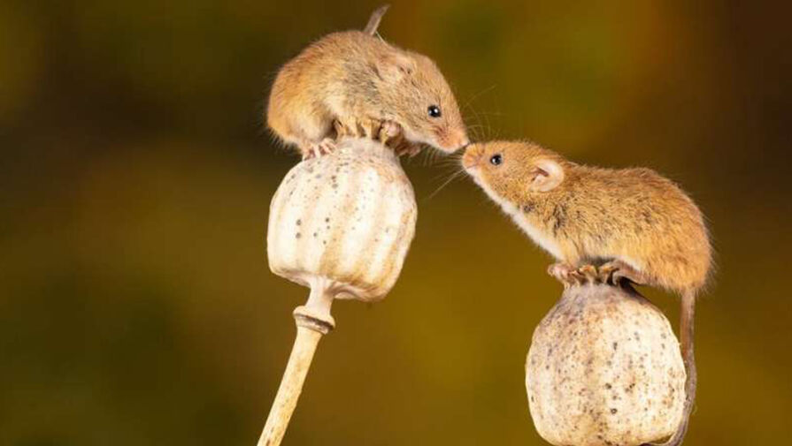 Зоологи выяснили, как работают любовь и ненависть в мышином мозге