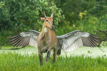 Джагдип Раджпут — «Пегас — летающая лошадь»