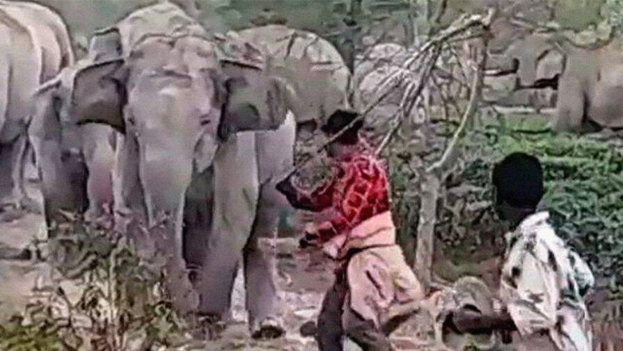 В Индии слон напал на подростка, ударившего его палкой